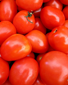 Roma tomatoes: a large quantity of ripeRoma tomatoes