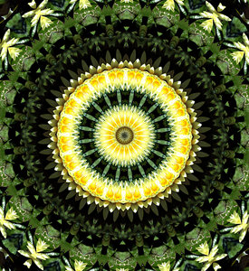 lilly pad gold: abstract backgrounds, textures, patterns, geometric patterns, kaleidoscopic patterns, circles, shapes and  perspectives from altering and manipulating image