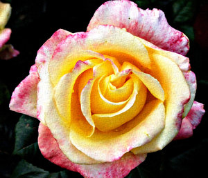 canvas art rose: artistic presentation of multicoloured rose