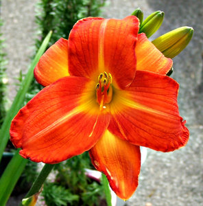 orange lily: bright orange lily garden flower