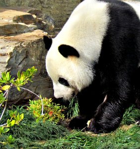 panda: giant panda bears at the Adelaide zoo