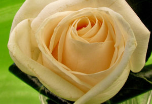 day-old rose buttonhole2: wedding day creamy-white rose buttonhole