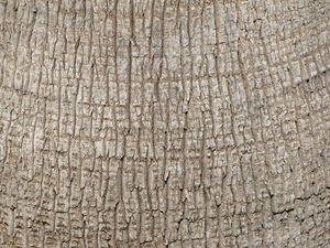 palm trunk texture2: grey rough texture of palm tree trunk