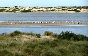 sandbar population: sand dunes and sandbar with birds