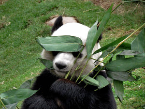 panda snack time4: giant panda snacking on bamboo