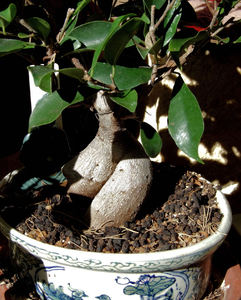 bonsai world8: the miniature world of bonsai plants
