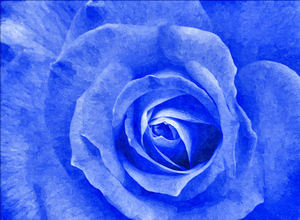 painted blue rose1: painted blue rose