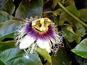 passionfruit flower1: unusual shape and parts of the passionfruit flower