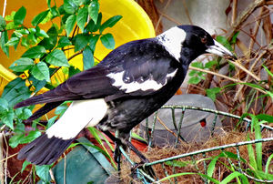 nesting material found: Australian magpie scrounging nesting material from backyard plant basket