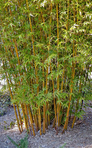 bamboe klont1: 