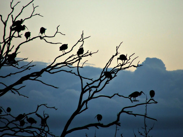 ibis silhouettes: silhouettes of a flock of ibises resting in tree branches