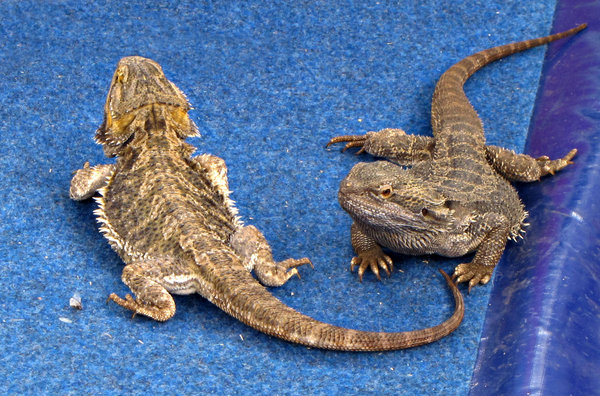 bearded dragons: A pair of Australian bearded dragon lizards