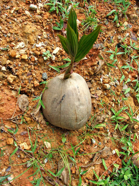 coconut growth: dropped coconuts germinating and beginning to grow
