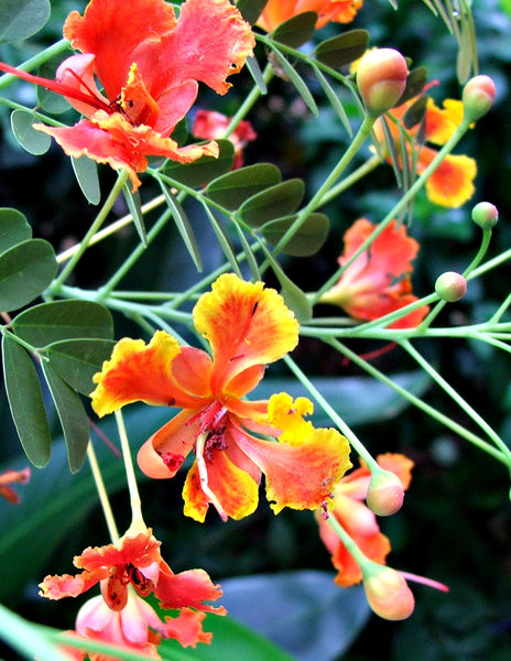 tropical blooms: tropical flowers in Singapore