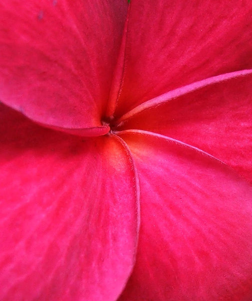 scarlet frangipani: deep scarlet frangipani flowers