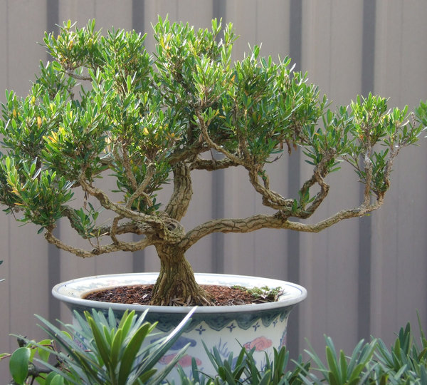 bonsai beauty: bonsai miniature trees