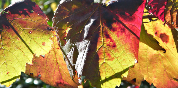 light & shade: sunlight shining on and through autumn coloured vine leaves