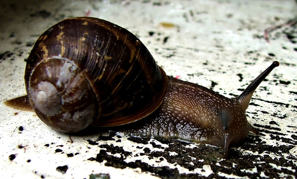 slow & slippery: common garden snail on the move