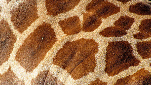 giraffe skin tones2: image of side & hide of a giraffe