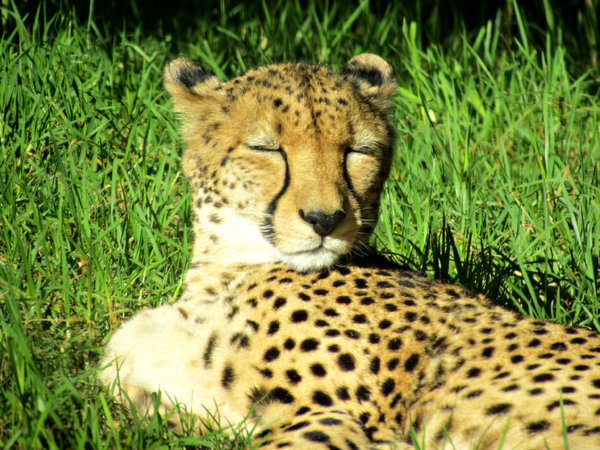 catnap time1: resting cheetah
