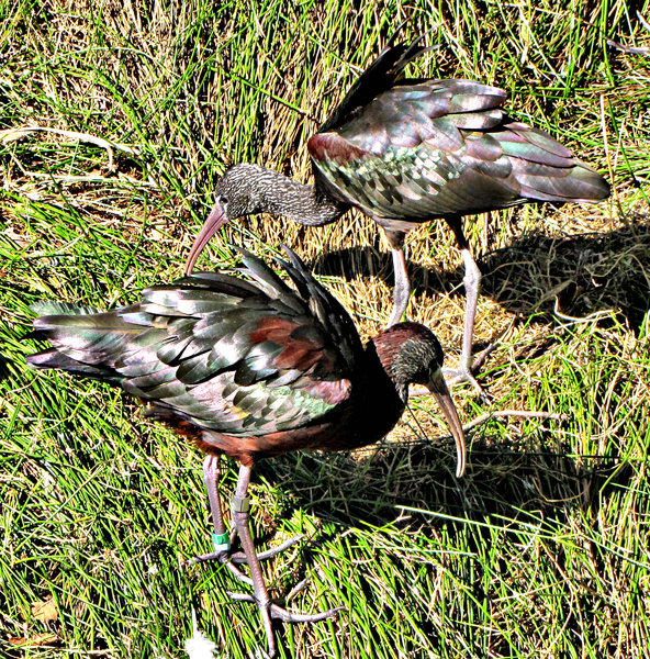 glossy ibises1: pair of colourful glossy ibises feeding in reedy grass