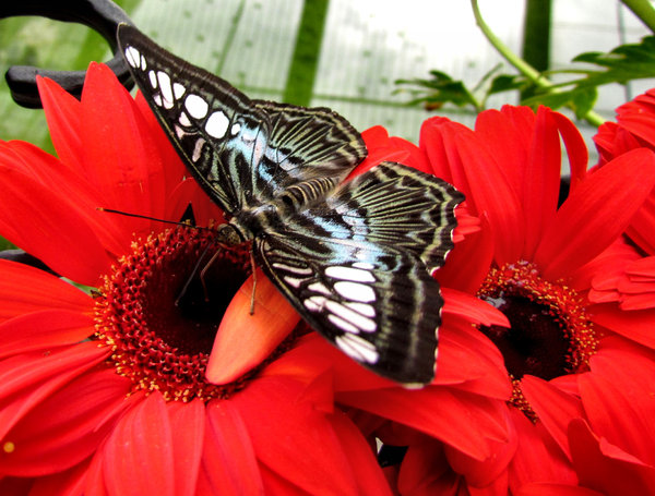 butterfly beauty1: butterfly feeding on flower nectar
