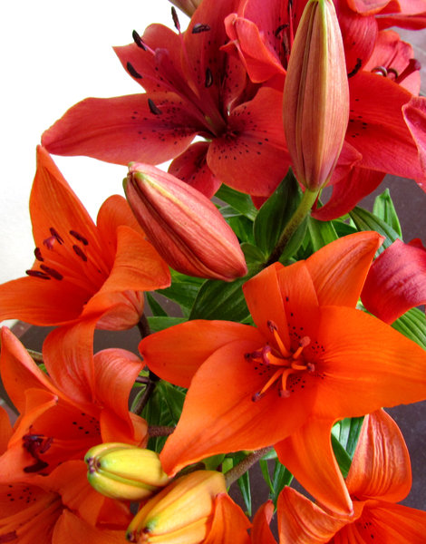 lily display7: colourful bunch of oriental lilies opening up