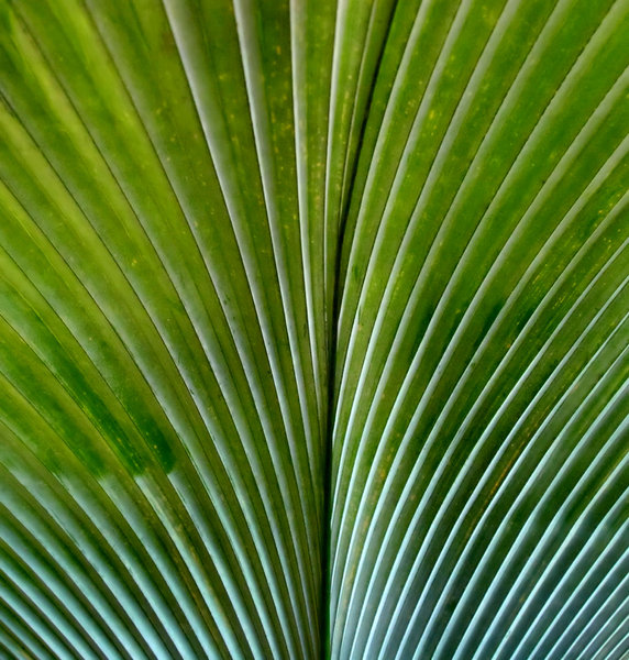 curved light & shadow lines: curves, light, lines, shadows on large palm leaves