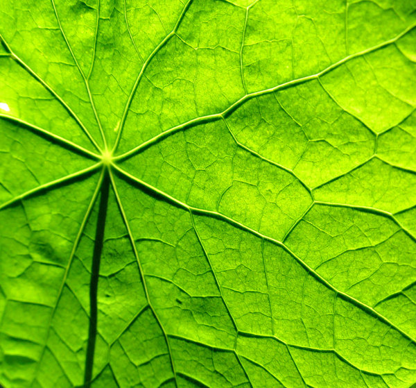 sunlit nasturtium: the back of nasturtium leaves with the sun shining through the front side