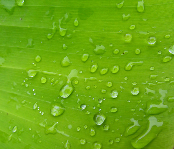 greenleaf raindrops: raindrops on large green leaf