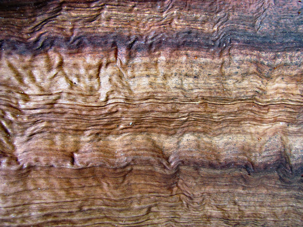 tekstury drewna palmowego: 