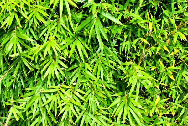 bamboo leaves texture