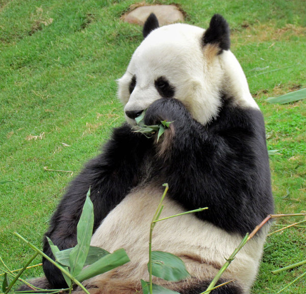 Panda Snack time10: 