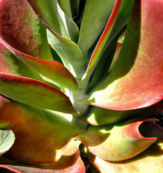 paddle plant colours5: unusual colourful flat-leaved succulent