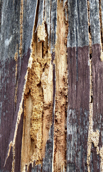 termite trails7: dangerously termite riddled suburban street power poles