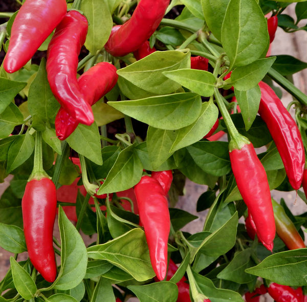 chilli growth3: small strong and hot bird's eye chilli potplant abundantly covered in fruit