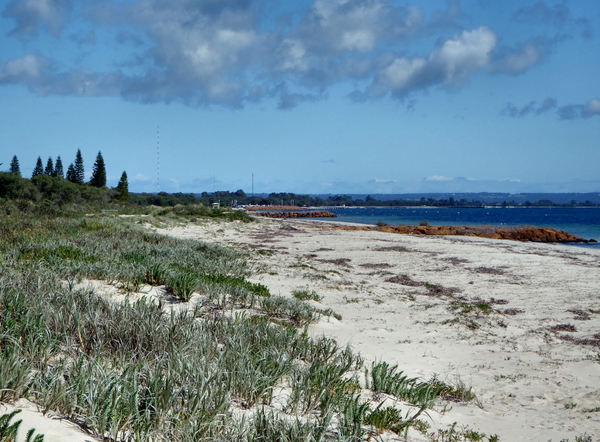 sand dune vegetation5: vegetation on ocean-side sand dunes