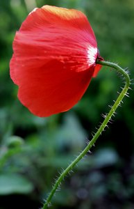 corn poppy: It's only a litle flower but so wonderful