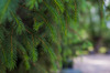Closeup of fir tree: Shallow depth of field