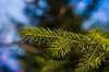 Christmas tree: fir tree background