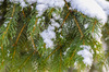 Christmas Tree: Christmas Tree in Snow
