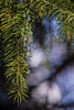 spring fir-tree branch: Spring Icicles