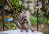 Macaque Monkeys: Mother macaque monkey breastfeeding her baby