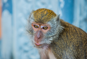 Monkey: Cynomolgus Monkey