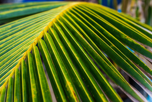 Palm Leaf: Textured