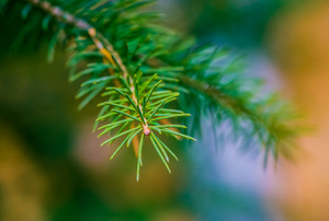 Spruce Tree: Fresh New Spruce