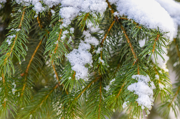 Christmas Tree: Christmas Tree in Snow
