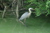 Heron on the lake: This blue heron poses looking for breakfast