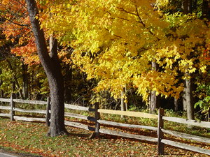 Fall in the country: Autumn leaves and a split rail fence along a country road in Ohio