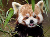 Red Panda: 